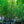 Load image into Gallery viewer, American Hophornbeam - Other Trees - FloweringTrees