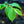 Load image into Gallery viewer, American Hophornbeam - Other Trees - FloweringTrees