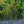 Load image into Gallery viewer, American Hophornbeam