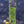 Load image into Gallery viewer, American Hophornbeam