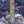 Load image into Gallery viewer, American Hophornbeam