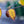 Load image into Gallery viewer, American Hophornbeam