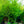 Load image into Gallery viewer, American Hornbeam - Hornbeam - Shade Trees