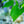 Load image into Gallery viewer, American Hornbeam - Hornbeam - Shade Trees