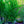 Load image into Gallery viewer, American Hornbeam - Hornbeam - Shade Trees