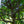 Load image into Gallery viewer, American Hornbeam - Hornbeam - Shade Trees