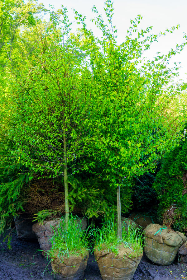 American Hornbeam - Hornbeam - Shade Trees
