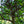 Load image into Gallery viewer, American Hornbeam - Hornbeam - Shade Trees