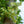 Load image into Gallery viewer, Redmond Linden - Linden - Shade Trees