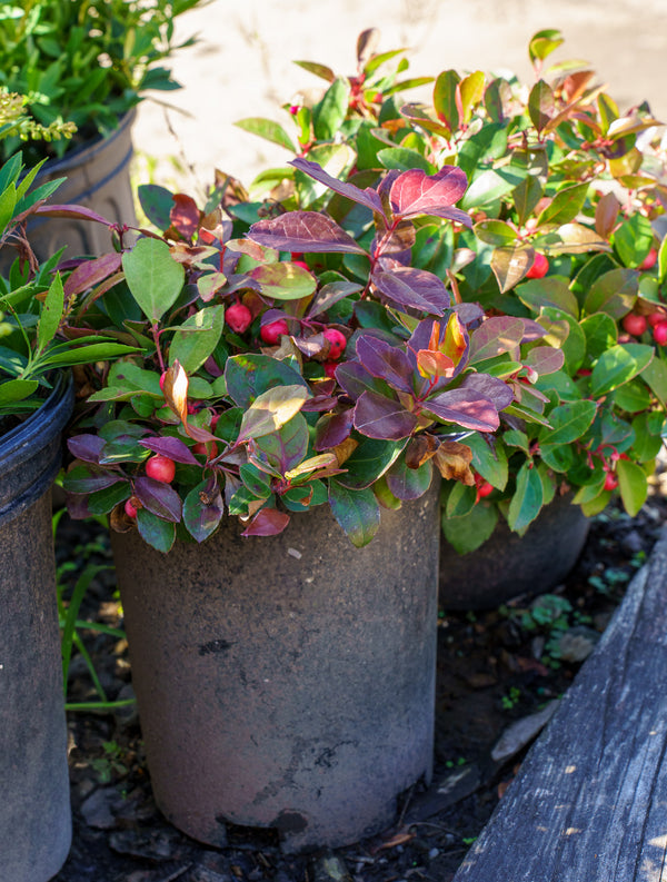 American Wintergreen