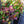 Load image into Gallery viewer, American Wintergreen