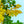 Load image into Gallery viewer, American Yellowwood