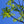 Load image into Gallery viewer, American Yellowwood