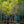 Load image into Gallery viewer, American Yellowwood