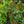 Load image into Gallery viewer, American Yellowwood