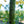 Load image into Gallery viewer, American Yellowwood