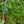 Load image into Gallery viewer, American Yellowwood