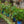 Load image into Gallery viewer, American Yellowwood