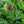 Load image into Gallery viewer, Amethyst Dream Mountain Bluet