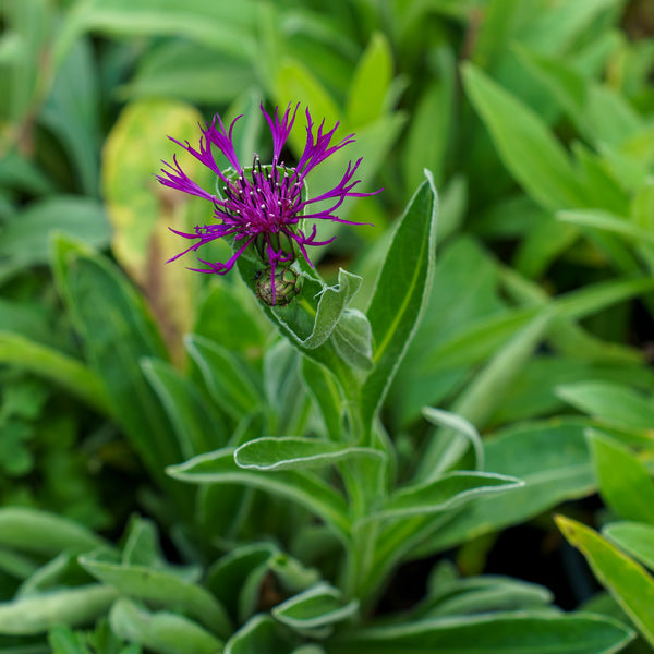 Amethyst Dream Mountain Bluet