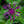 Load image into Gallery viewer, Amethyst Dream Mountain Bluet