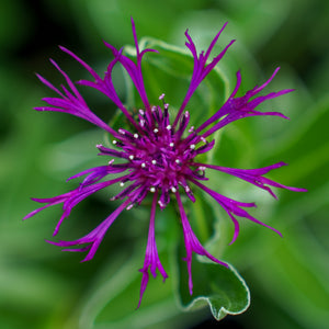 Amethyst Dream Mountain Bluet