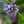 Load image into Gallery viewer, Amethyst Falls American Wisteria - Wisteria - Shrubs