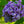 Load image into Gallery viewer, Amethyst Falls American Wisteria - Wisteria - Shrubs