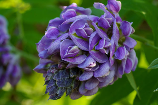 Amethyst Falls American Wisteria - Wisteria - Shrubs