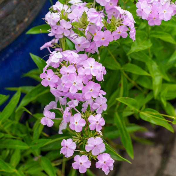 Amethyst Pearl Garden Phlox