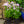 Load image into Gallery viewer, Amethyst Pearl Garden Phlox