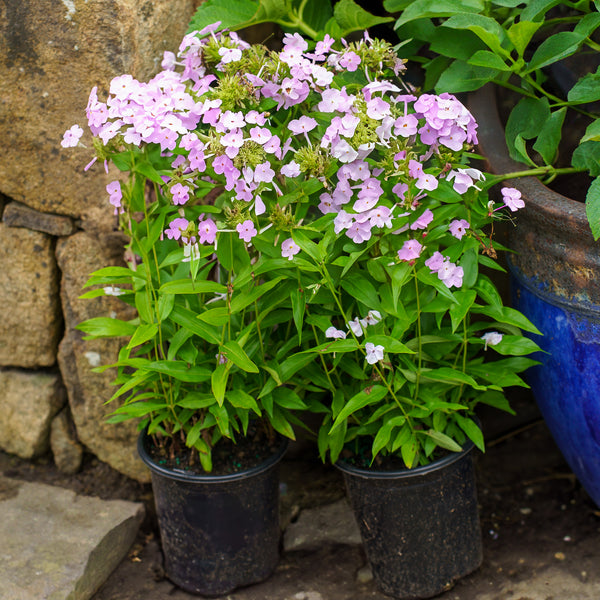 Amethyst Pearl Garden Phlox