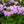 Load image into Gallery viewer, Amethyst Pearl Garden Phlox