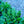 Load image into Gallery viewer, Amethyst in Snow Mountain Bluet