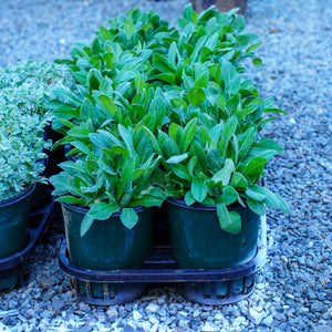 Amethyst in Snow Mountain Bluet