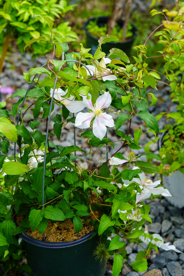 Andromeda Clematis