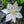 Load image into Gallery viewer, Andromeda Clematis
