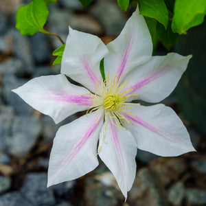 Andromeda Clematis