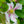 Load image into Gallery viewer, Andromeda Clematis