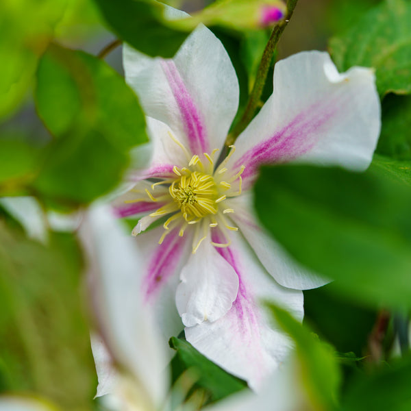 Andromeda Clematis