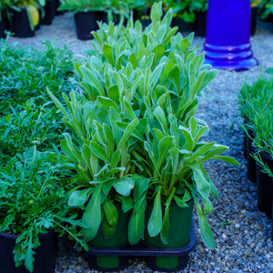 Angel Blush Rose Campion