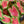 Load image into Gallery viewer, Caladium