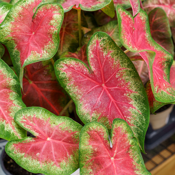 Caladium