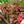 Load image into Gallery viewer, Caladium