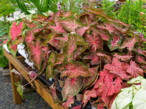Caladium