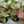 Load image into Gallery viewer, Caladium