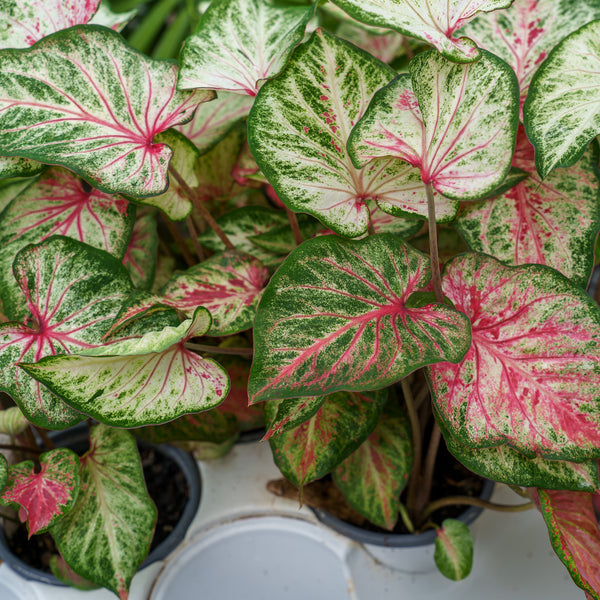 Caladium