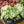 Load image into Gallery viewer, Caladium