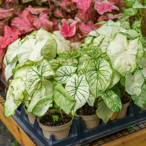 Caladium