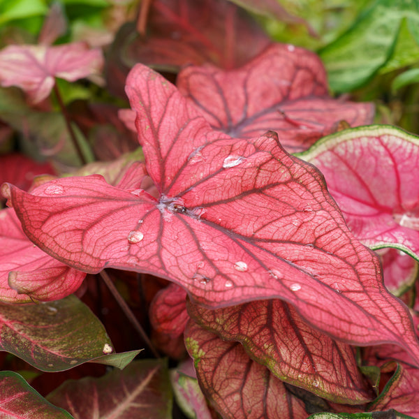 Caladium